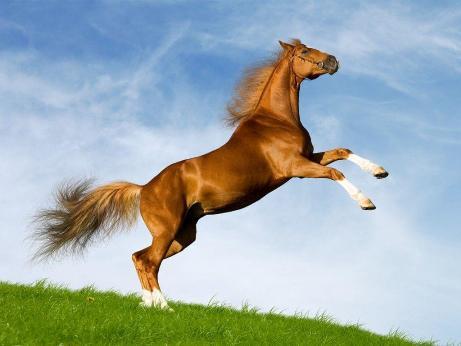 ספורטלנד-יומן 8 : פרש בלי סוס
