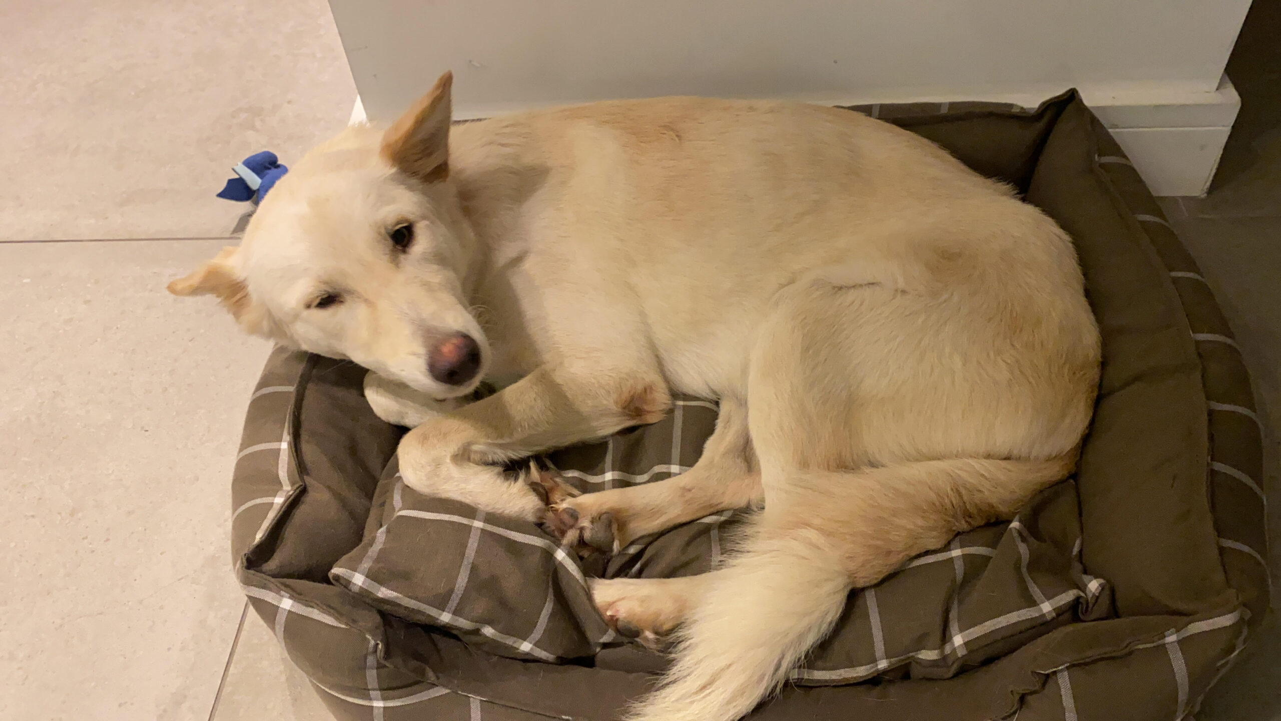 פודקאסט הבייסבול העברי הראשון בתבל – פרק 3 / ארז שץ ויוני לב ארי